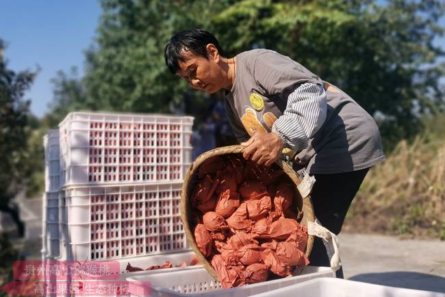 河南金红50猕猴桃和魅力金果批发零售团购价格是多少钱一斤