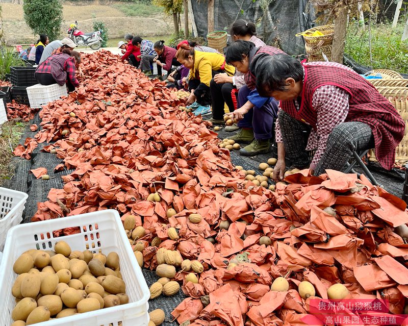 2019年贵州遵义红心猕猴桃种植面积近万亩