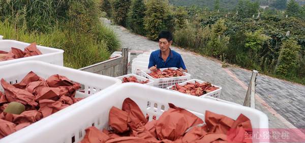 贵州水城县大力发展以有机猕猴桃为主导产业的特色农业产业