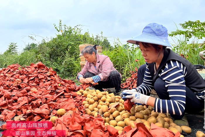 陕西宝鸡眉县猕猴桃地里种出八月瓜