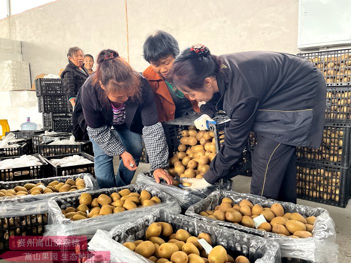 四川省自然资源研究院对猕猴桃种质资源进行了保存