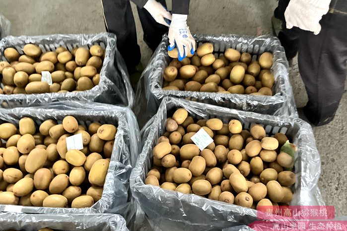 重庆万州发展特色水果红心猕猴桃产业