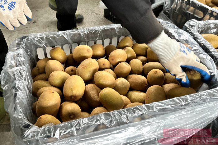 国产猕猴桃质量稳步提高，逐渐替代进口奇异果