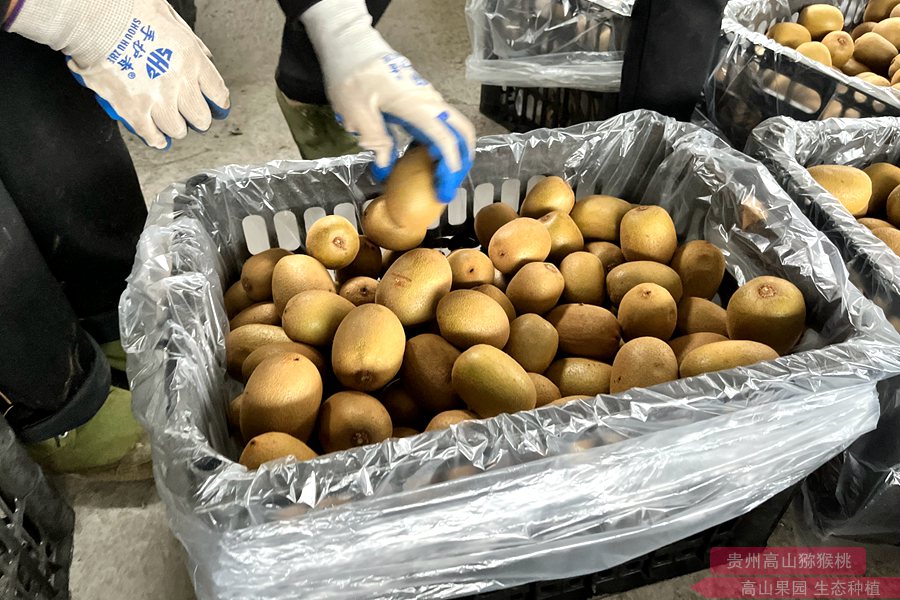 贵州省贞丰县双峰街道500亩猕猴桃成熟采收 带动群众就业增收
