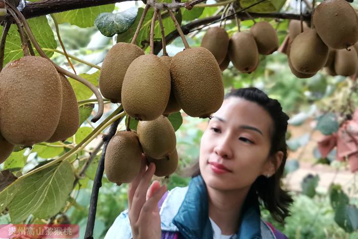 浙江江山开展2021年度猕猴桃产业提升资金项目申报工作