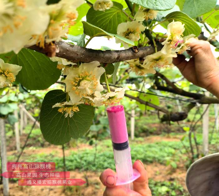 关于贵州水城区猕猴桃花粉加工建设项目绩效评价结果的公示
