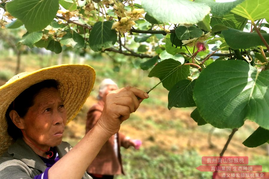 贵州毕节黔西县红心猕猴桃还要一周才会成熟上市