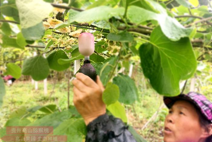 东红猕猴桃花粉