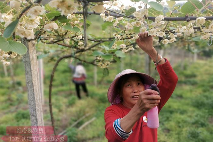 安徽山区农民投资百万种植红心猕猴桃