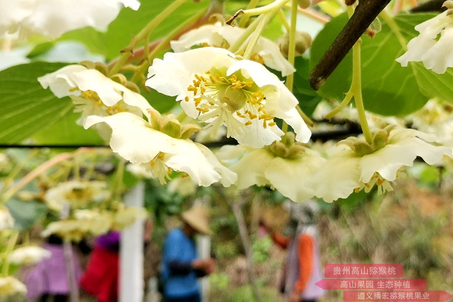 熟悉贵州高山红心猕猴桃的种植流程
