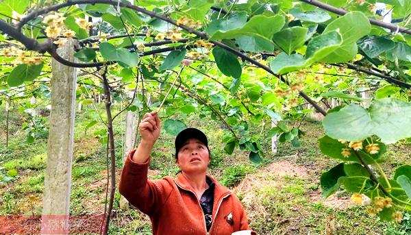 四川成都市欧滋农业公司丁宪强种植猕猴桃出口到了欧洲