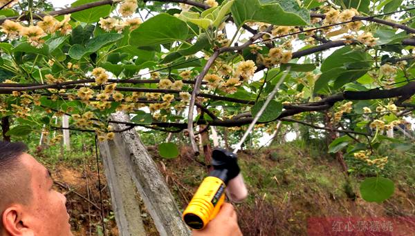 贵州贵长猕猴桃花粉的营养功效和副作用质量检测