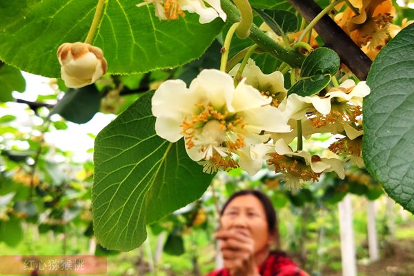 知名东红红心猕猴桃苗种植基地在四川成都蒲江县