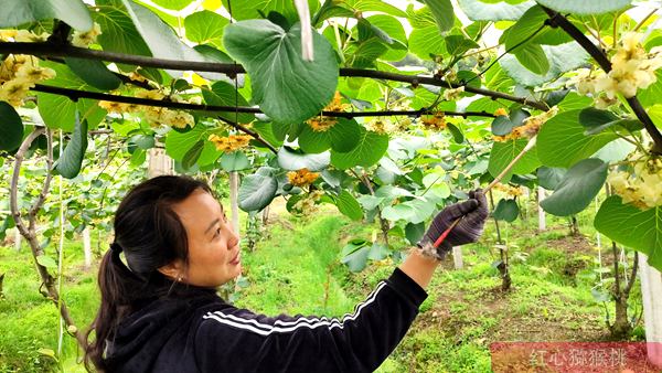 山东济南农业公司建设猕猴桃种植基地 带动农民增收