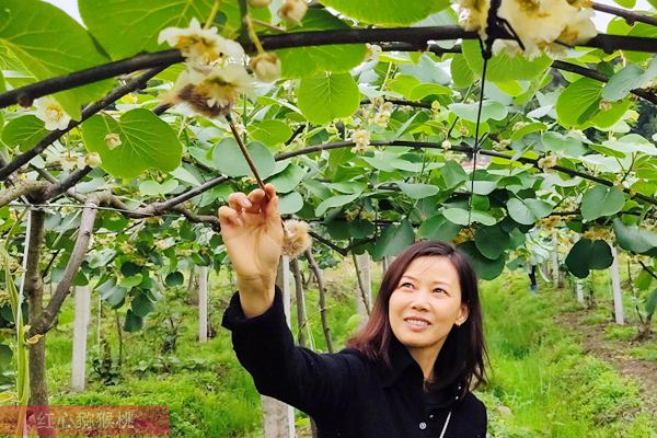 陕西本真果业打造猕猴桃加工物流产业园 为有机猕猴桃发展助力