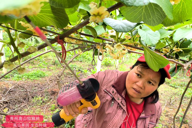 贵州贵阳修文县对猕猴桃花进行人工授粉作业