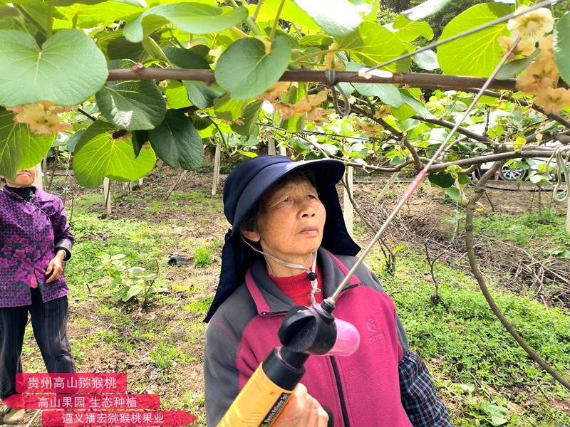 路阳春创办的贵州圣地有机农业有限公司猕猴桃产品荣获金奖