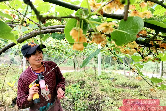西安市农业有机猕猴桃花粉运输到果树的短枝上时