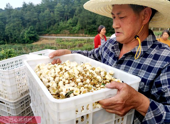 逆境中寻出路 贵州遵义三岔镇猕猴桃小花粉 做出新产业