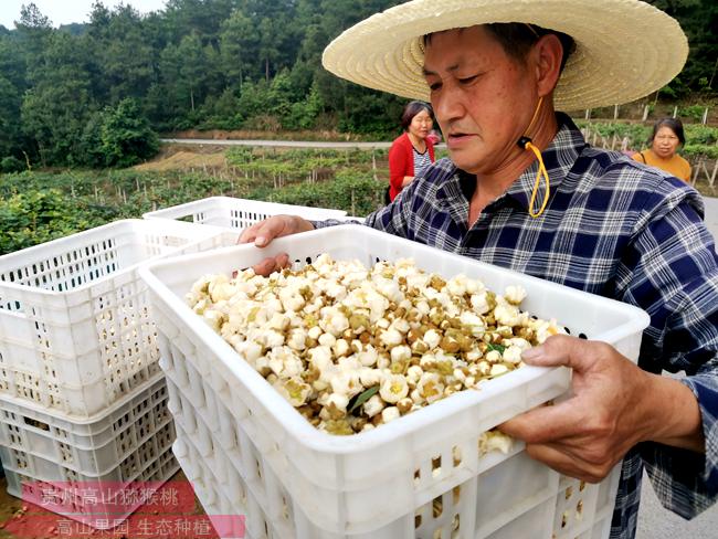 云南昆明郊区种植千亩翠玉猕猴桃花粉基地