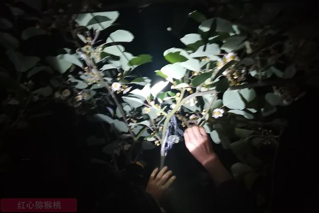 猕猴桃授粉