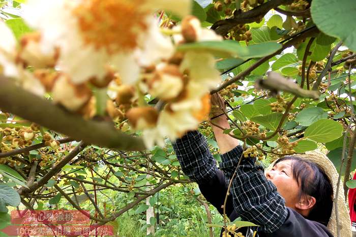 贵州六盘水市农业投资开发有限责任公司获得猕猴桃产业退税