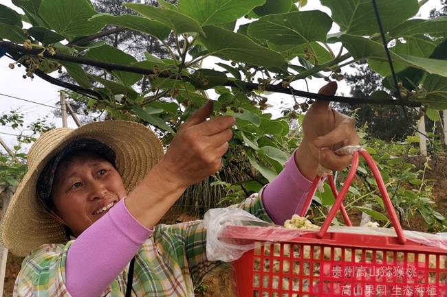 江西寻乌县引种红阳猕猴桃 摸索种植关键技术