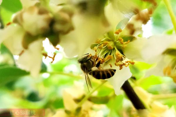 猕猴桃生长慢个头小与花粉有关系吗一亩要多少花粉