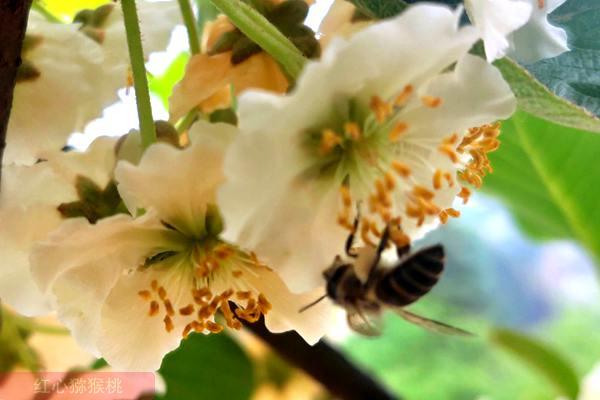 种植一亩猕猴桃花粉成本和利润多少
