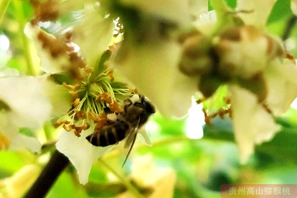 种植基地兄弟们展的扶贫产业项目猕猴桃花粉种得远近闻名