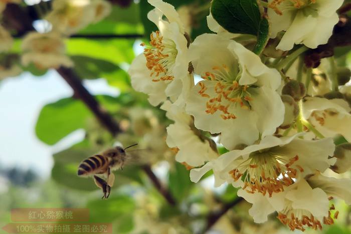 猕猴桃公树雄树树形是怎样采花粉的