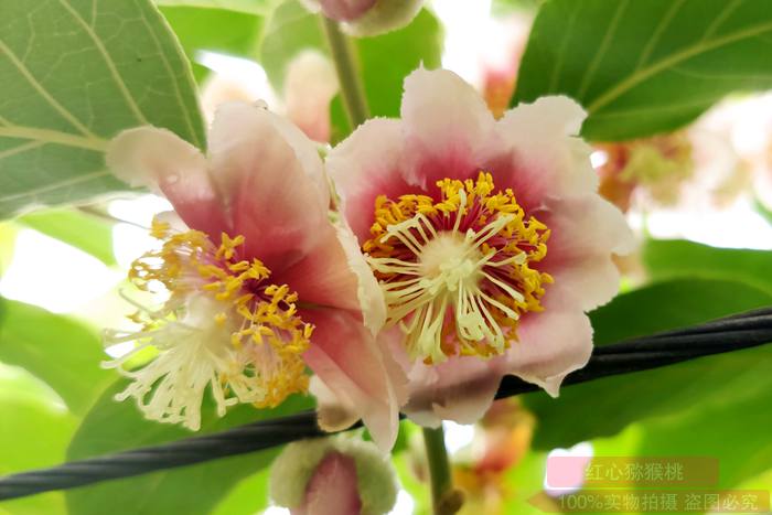四川蒲江出产的黄心品种万人猕猕猴桃花粉是阳光金果吗