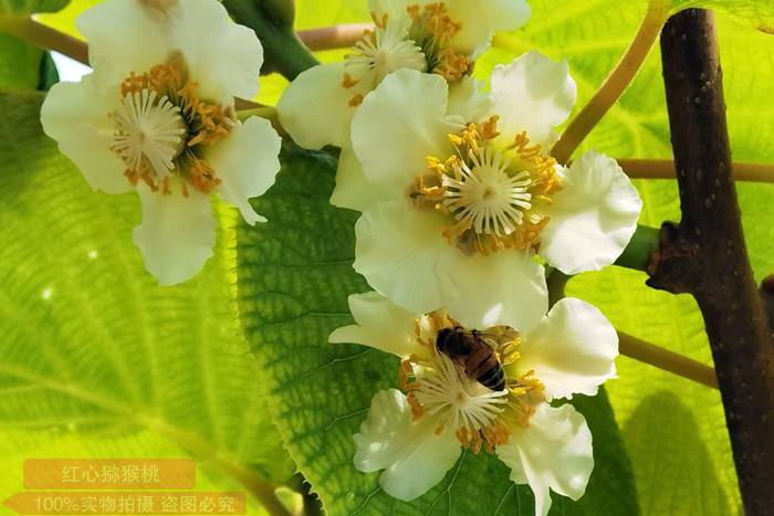 猕猴桃树没有授粉树能结果吗必须买猕猴桃花粉吗