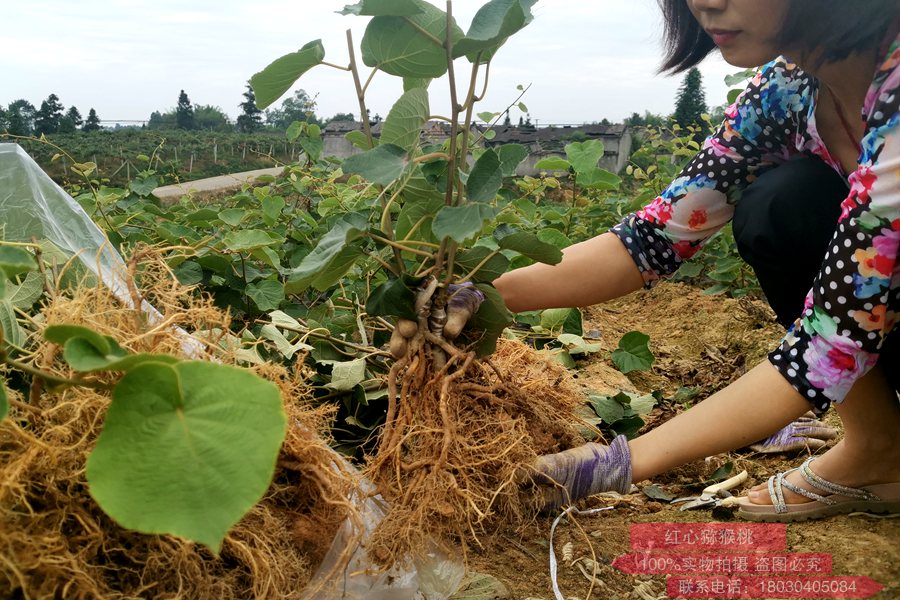 响应贵州毕节政府发展贵长猕猴桃苗木种植产业的号召