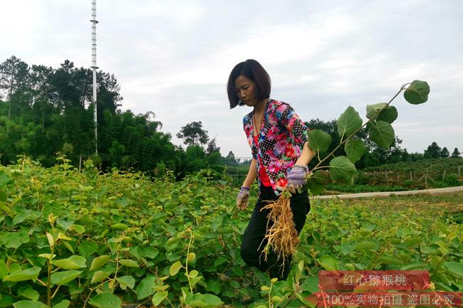 知名东红红心猕猴桃苗种植基地在四川成都蒲江县