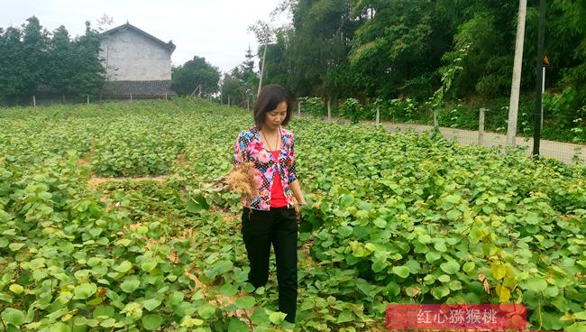 重庆黔江：红心猕猴桃下套种黄豆获丰收
