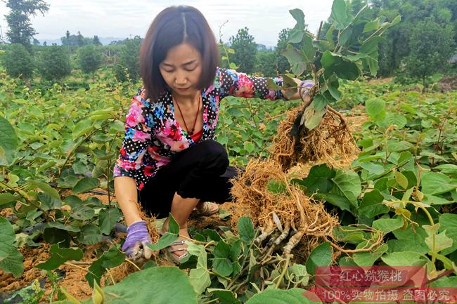 贵州基地查看贵长猕猴桃苗的品种纯度是否达标