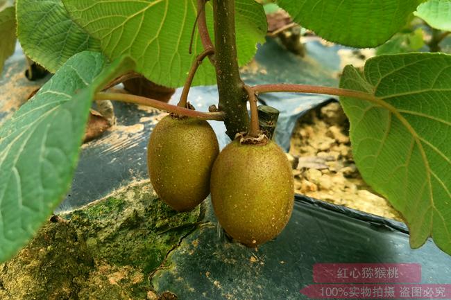 中国猕猴桃嫁接苗专业苗圃基地有没有批发阳光金果