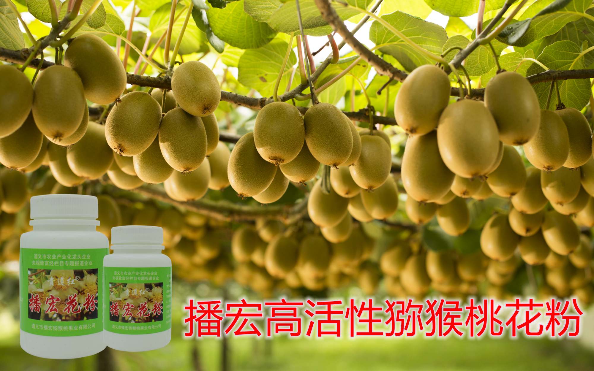 贵州六盘水市是高品质猕猴桃产区之一