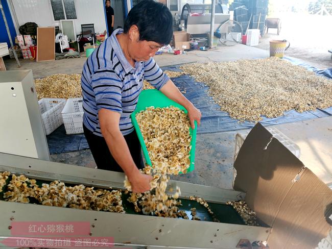 中国农科院猕猴桃专家齐秀娟博士到湖南永顺指导技术