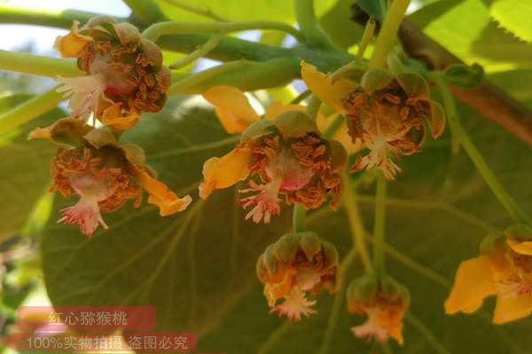 优质的红心猕猴桃成为贵州水城乡村振兴的支柱产业
