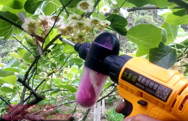 引入贵州遵义生产的高山红心猕猴桃专用花粉和授粉技术