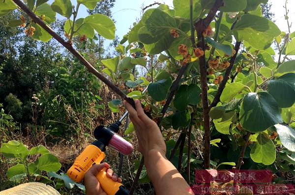 2019年贵州遵义东红猕猴桃苗木的价格是多少钱一株
