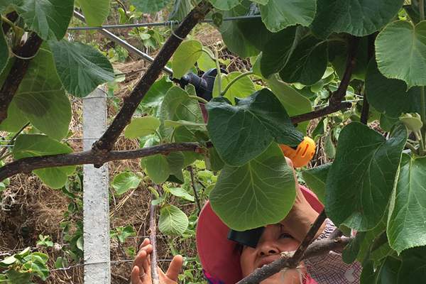 2019年贵州遵义东红猕猴桃苗木的价格是多少钱一株