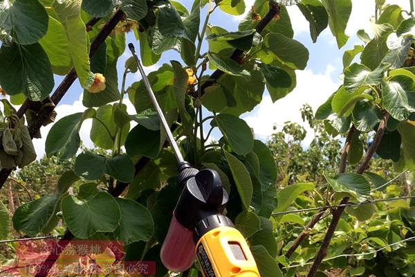 意大利果农开始与新西兰佳沃公司合作种植阳光金果