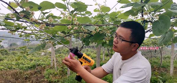 贵州遵义瑞玉猕猴桃苗木价格果实长可溶性固形