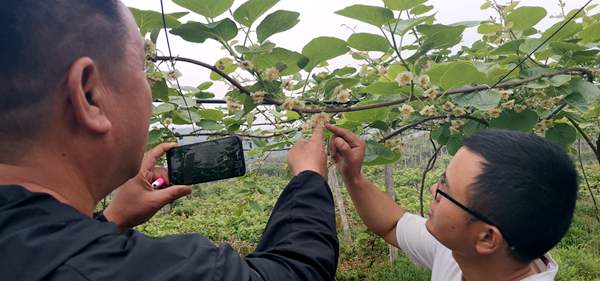 如今2019年红心猕猴桃种植技术培训教学课程