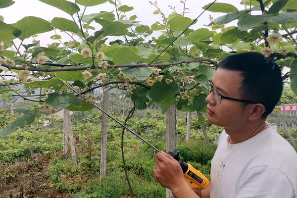 2019年贵州遵义播州区三岔镇红心猕猴桃产地收购价格多少钱一斤
