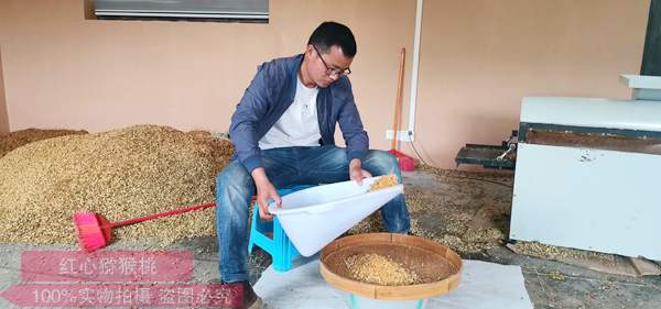 也将成为四川蒲江的业者每年四月都制作猕猴桃花粉批发
