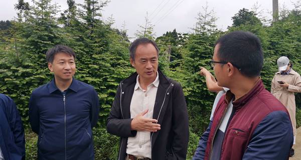 在贵州遵义大力开展华特猕猴桃苗木种植优质高产技术培训